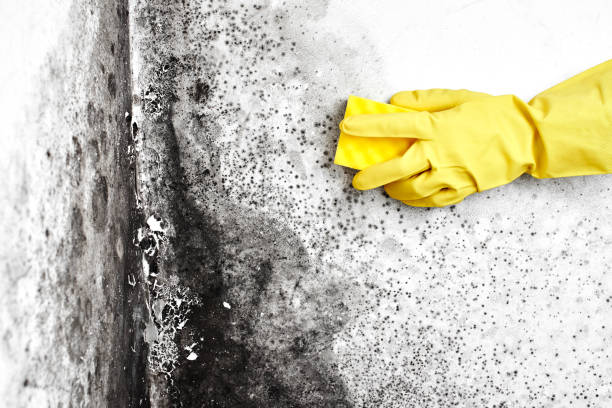 Best Emergency Mold Removal  in Portland, TX