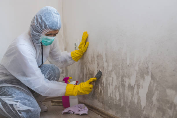 Professional Mold Removal in Portland, TX