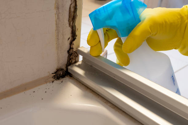 Mold Removal and Inspection in Portland, TX