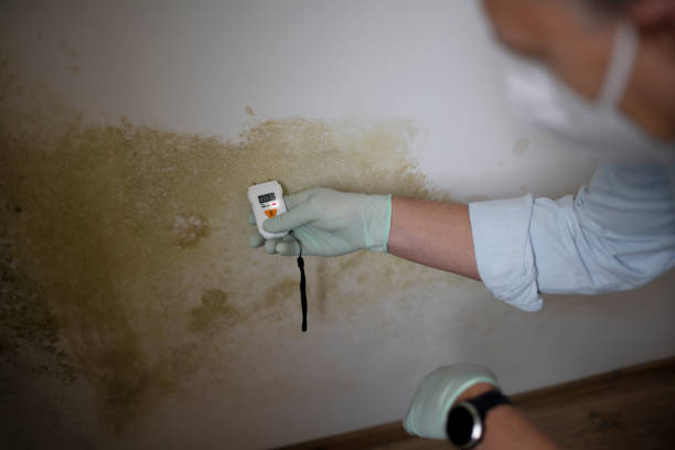 Best Black Mold Removal  in Portland, TX