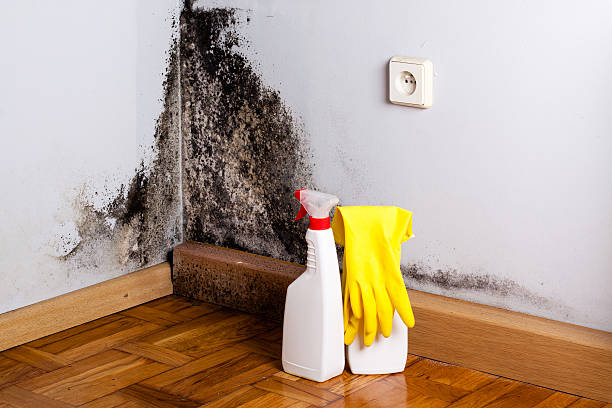 Best Office Mold Removal Services  in Portland, TX