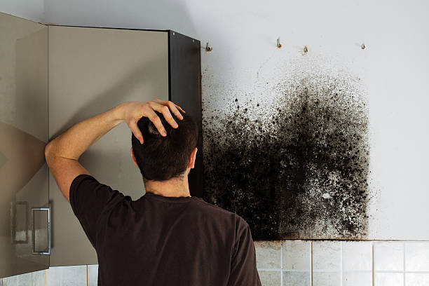 Best Best Mold Removal Companies  in Portland, TX