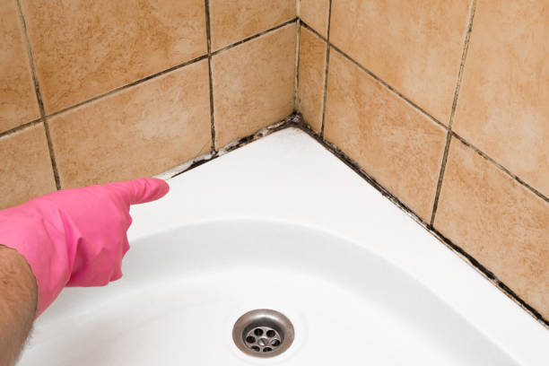 Best Commercial Mold Removal  in Portland, TX